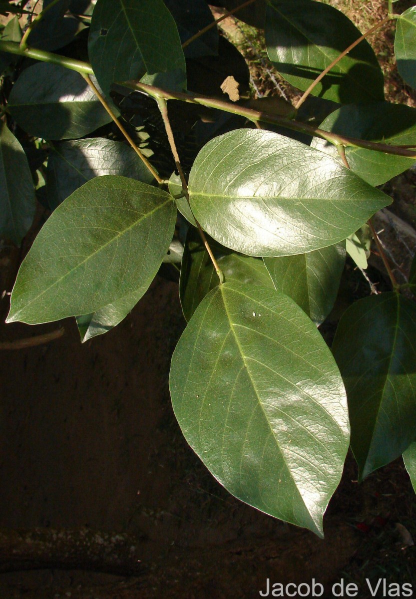 Erythrina crista-galli L.